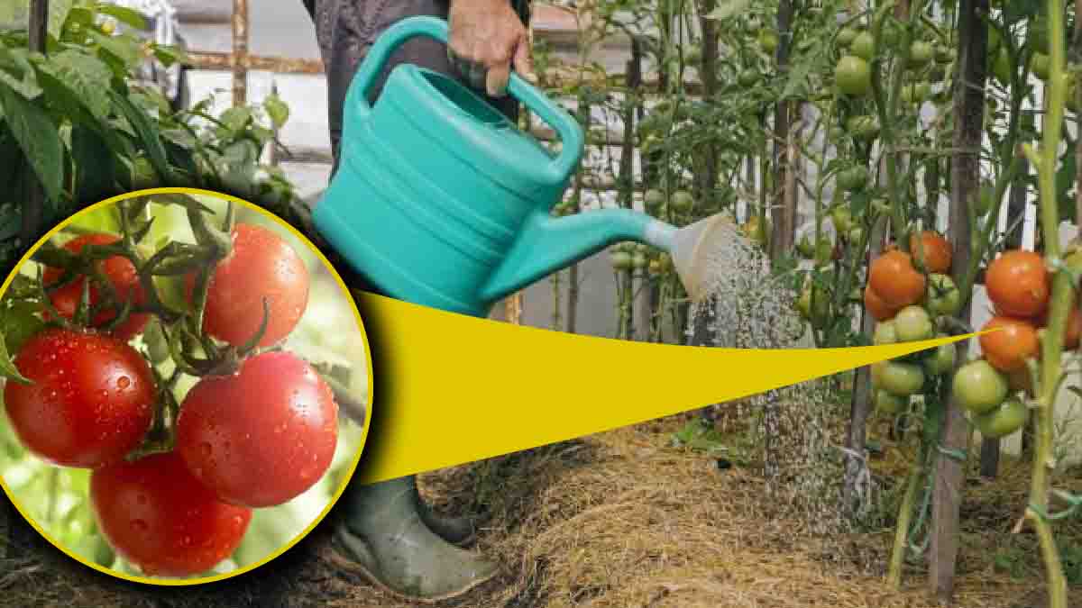 Riega tus tomates con leche: ¡he aquí algunas buenas razones para hacerlo!