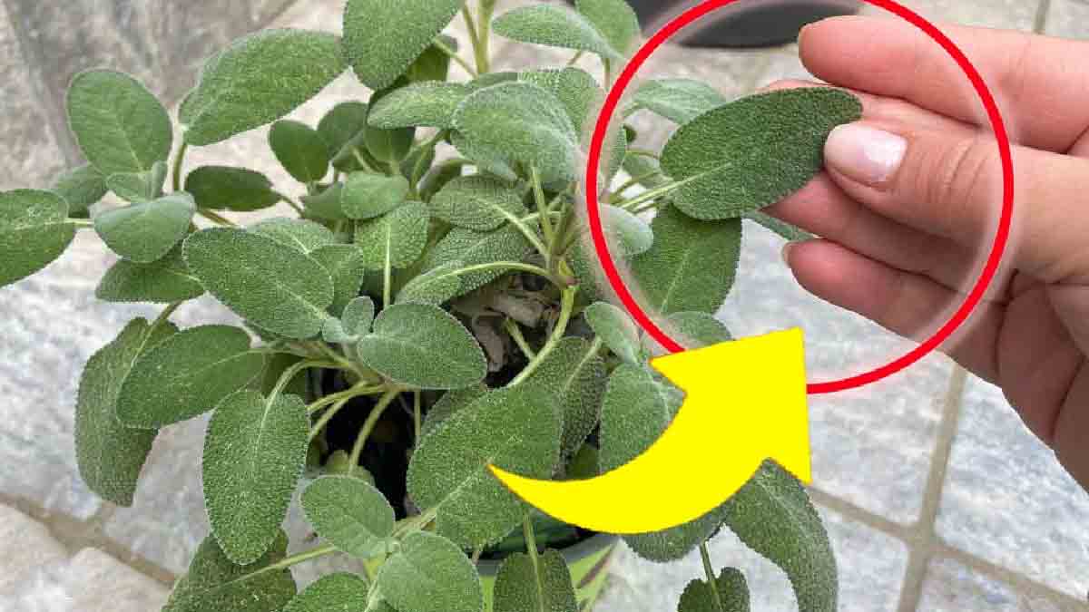 Truco de locos: ¡una sola ramita de salvia es todo lo que necesito para purificar toda mi casa!