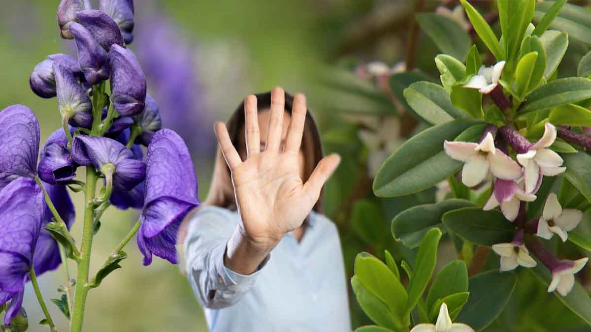 Tenga cuidado, estas plantas venenosas deben excluirse de su jardín.