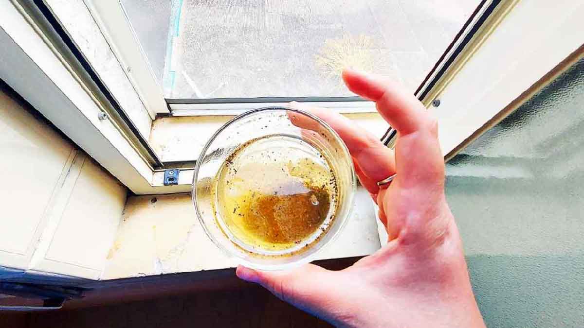 Este potente líquido mantiene a las moscas fuera de su casa para siempre.