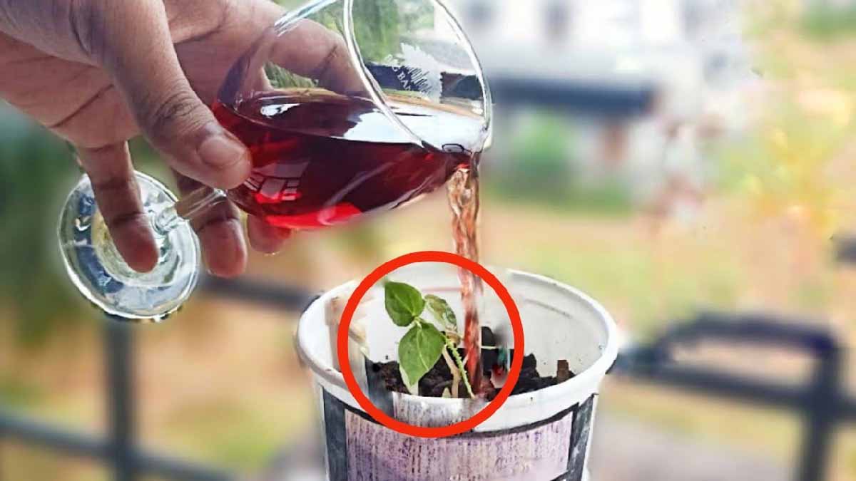 Este original producto promete plantas sanas y exuberantes en sólo unas horas.