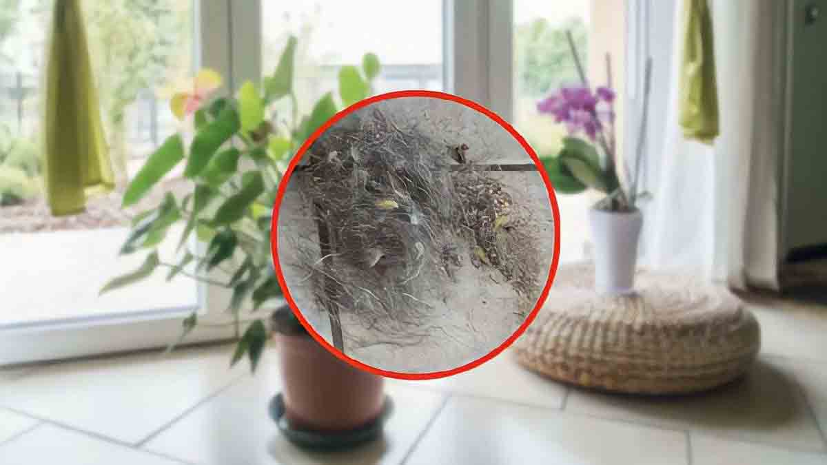 Estas plantas siempre están sucias. Revísalas y límpialas con regularidad.