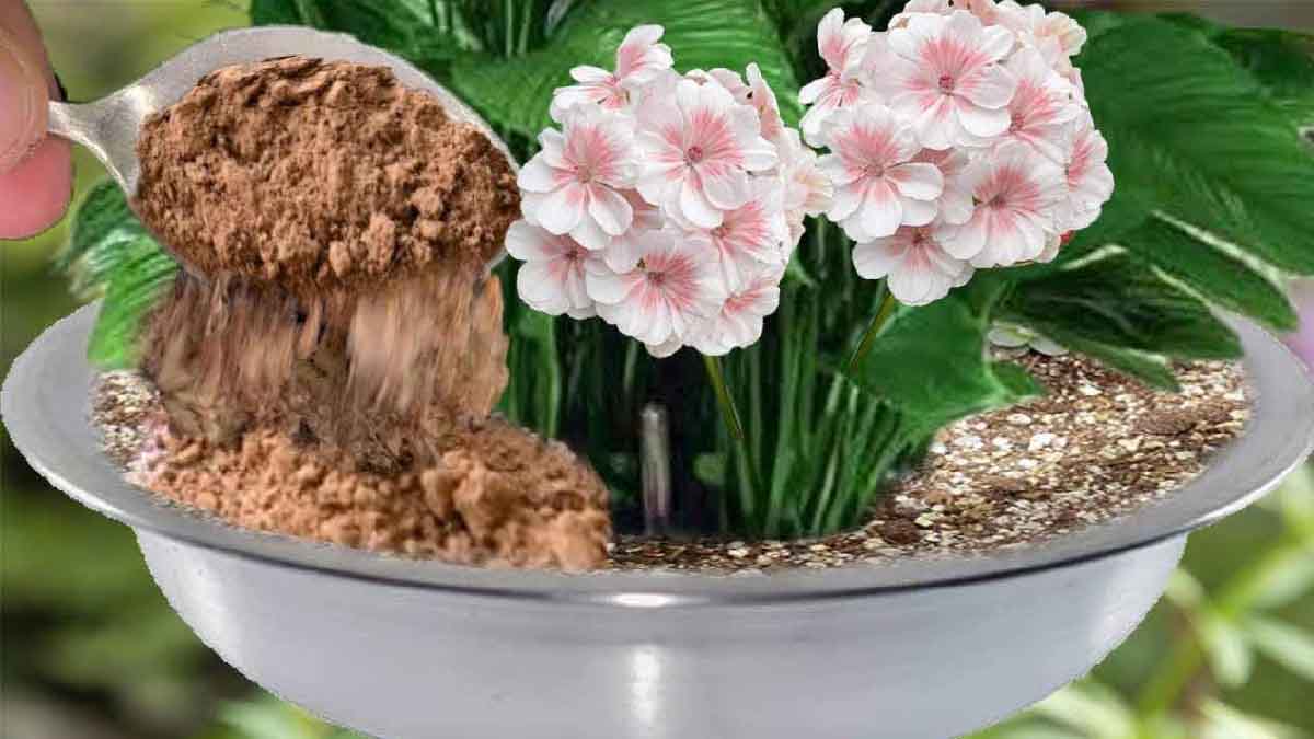 Este abono natural superpotente hará florecer todas sus plantas.