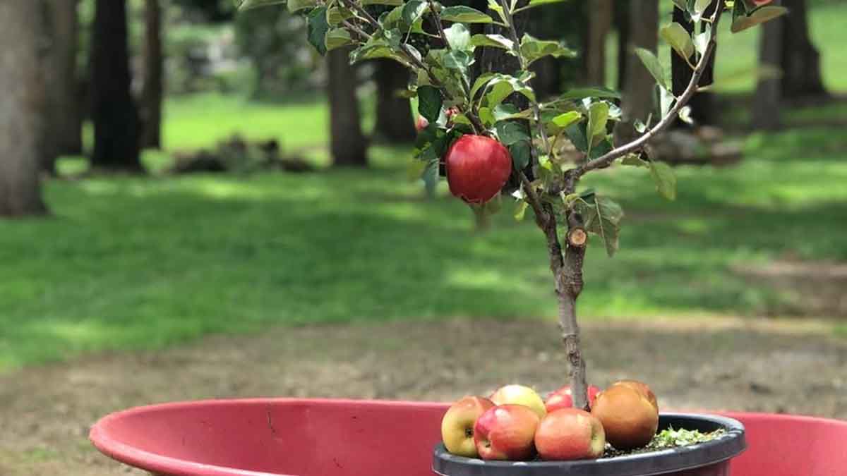 ¿Cómo se obtiene un manzano a partir de una semilla?