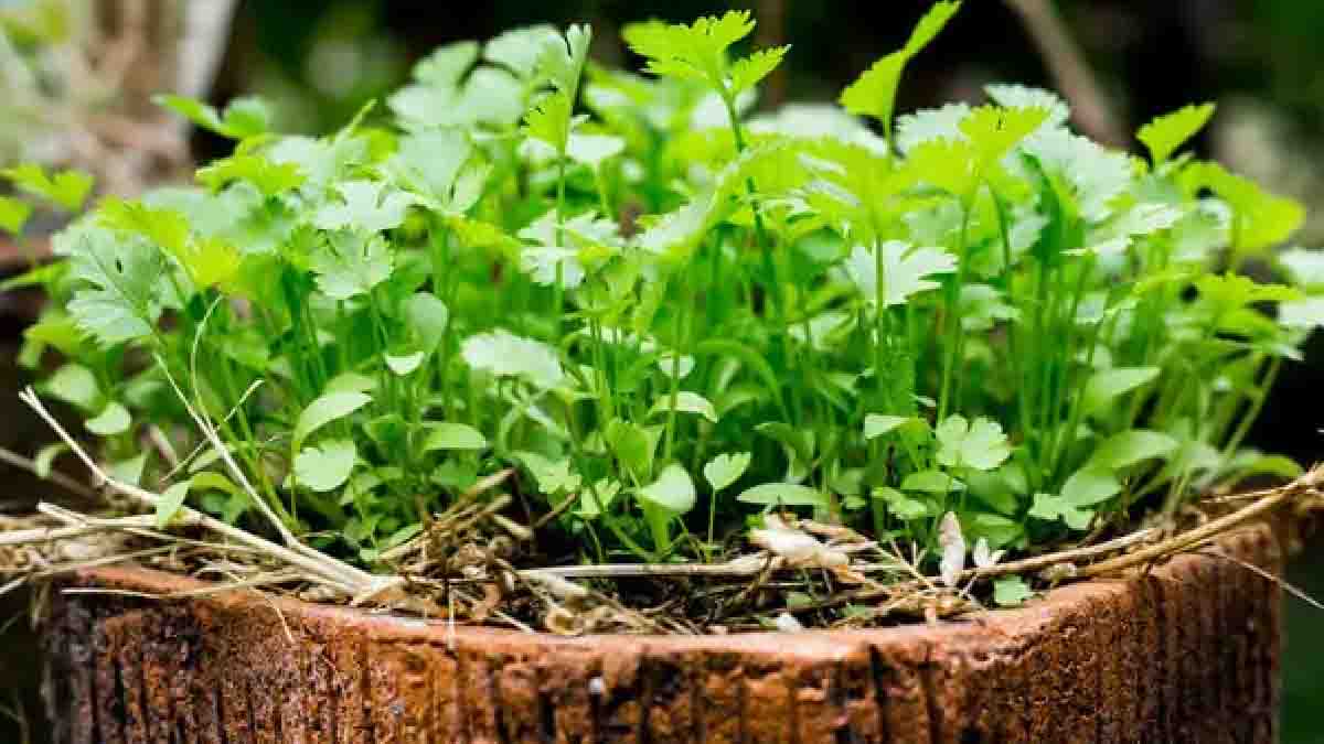 ¿Cómo se planta el cilantro en macetas pequeñas?