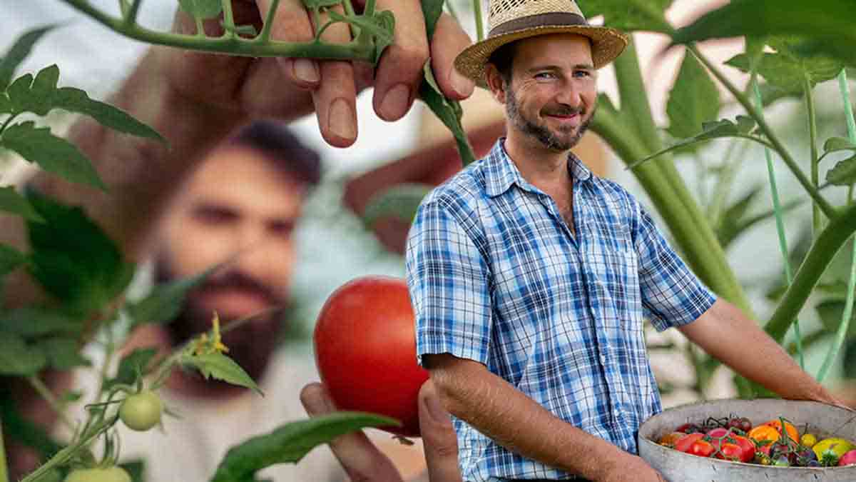 ¿Cómo cultivar tomates más grandes y jugosos? Los horticultores recomiendan esta agua milagrosa.
