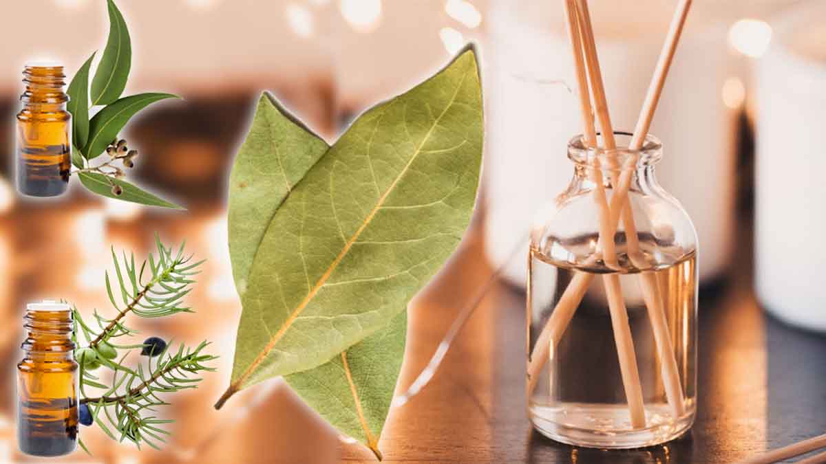 ¿Cómo puedo utilizar el laurel para perfumar mi casa con el aroma del mar?
