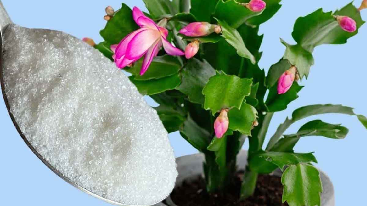 ¡Vea una floración espectacular si añade 1 cucharadita de este producto a sus plantas!