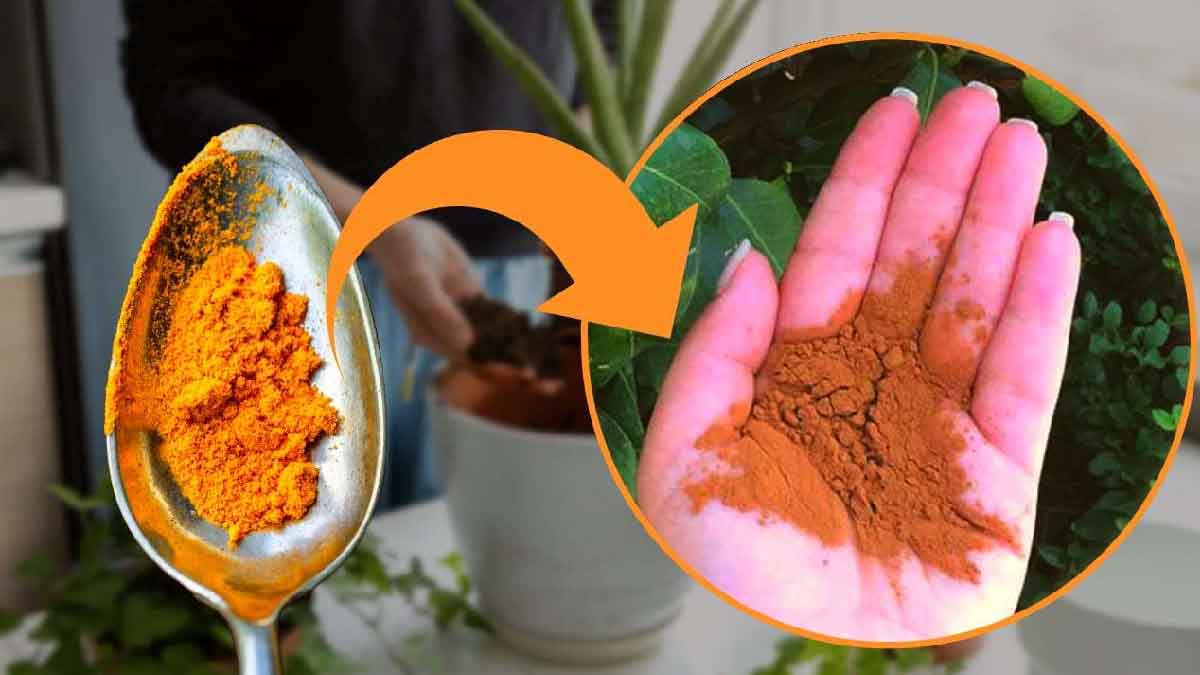Cúrcuma en las plantas: ¡esta especia hace milagros! Todo el mundo empieza a utilizarla