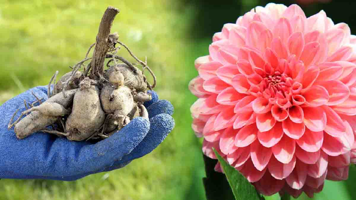 Dalias: ¿cuándo plantarlas en el jardín?