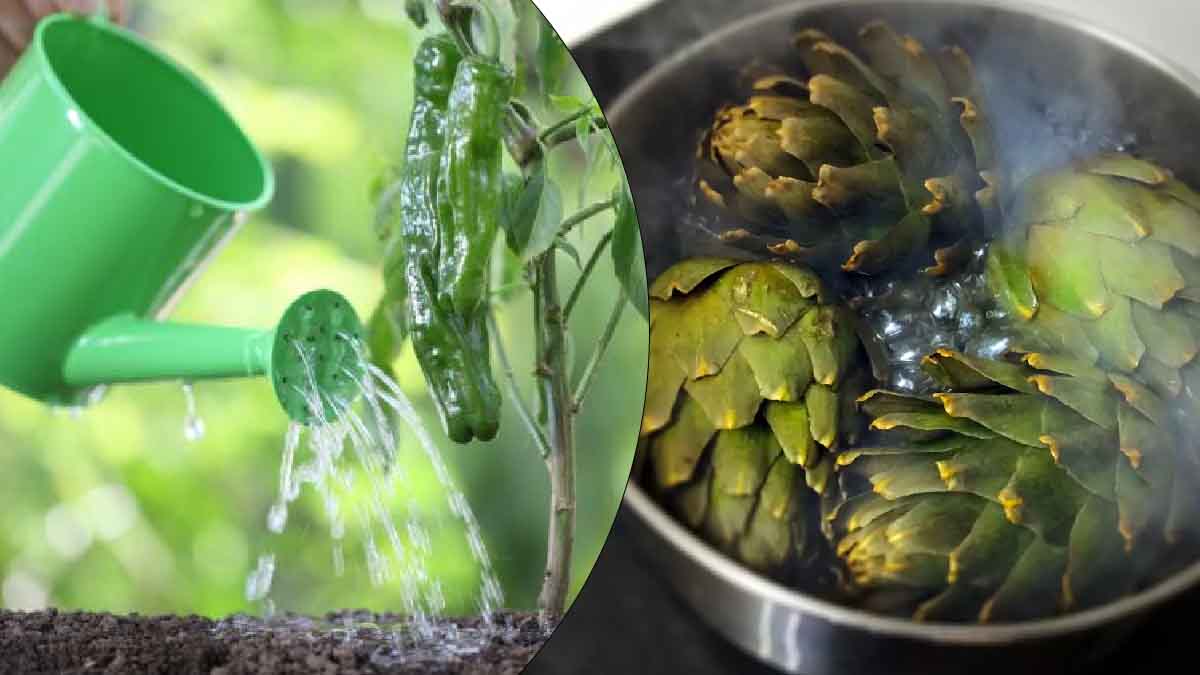 Descubra por qué no debe tirar esta agua milagrosa para cocinar.
