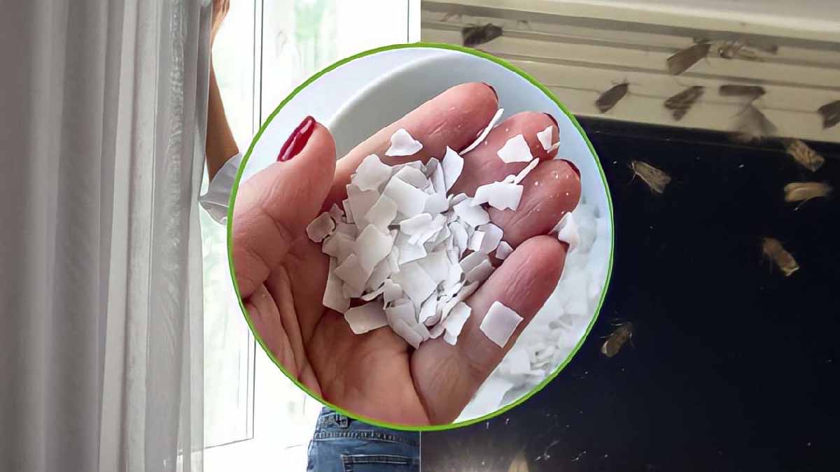 Polillas en casa: ¡echa un puñado en las cortinas! Desaparecerán en un segundo.