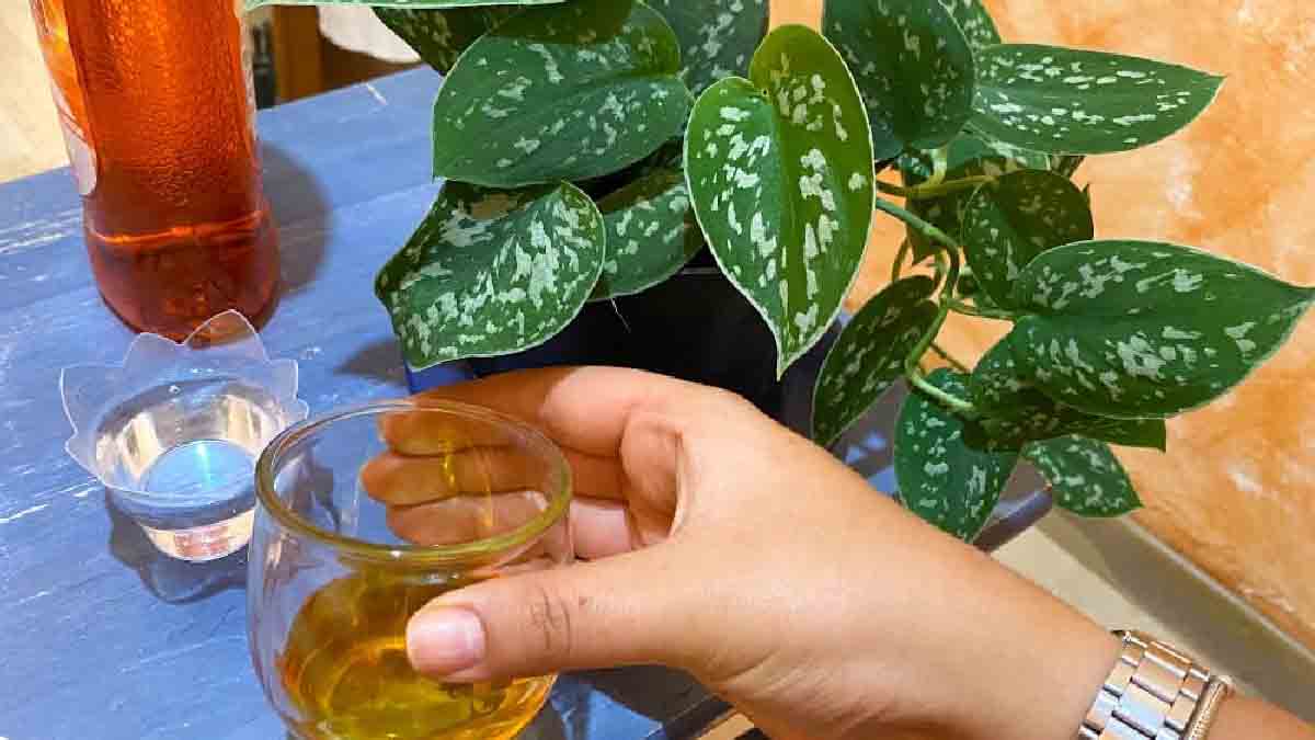 ¡Elimine las plagas de las plantas con estos ingredientes de bajo coste que tiene en casa!