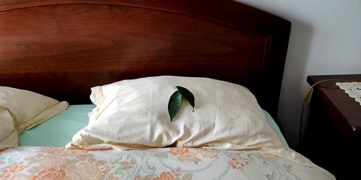 ¿Sabía que poner una hoja de laurel bajo la almohada permite dormir tan