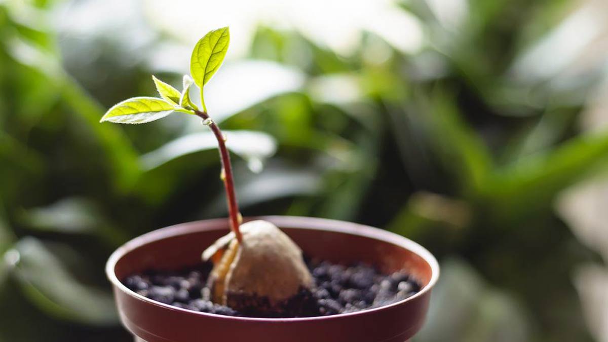 Cultivar aguacates en maceta a partir de un hueso: ¡estos son los puntos esenciales que debe recordar!
