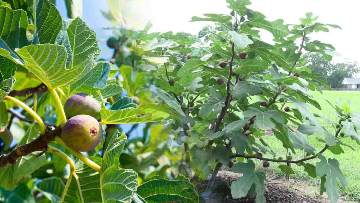La higuera: ¡un árbol sin igual!