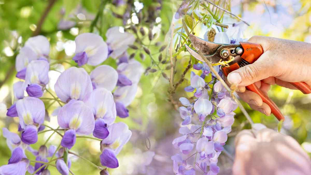 Glicina: ¿cuándo y cómo podarla para una floración espectacular?