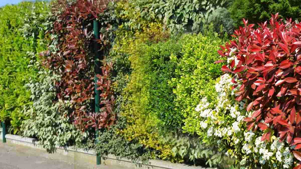 Seto exuberante de crecimiento rápido: sin necesidad de mantenimiento exigente