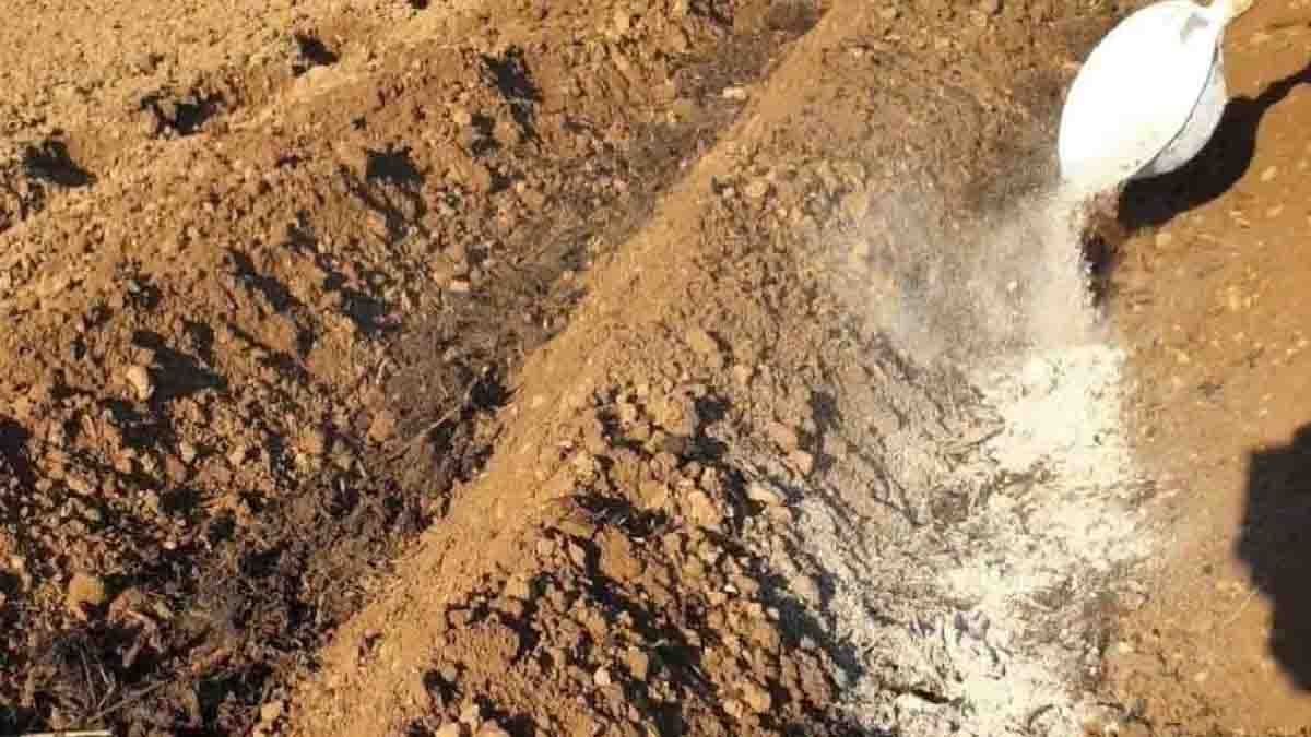 Déjese seducir por este método utilizado por los agricultores: ¡utilizar ceniza para plantar patatas!