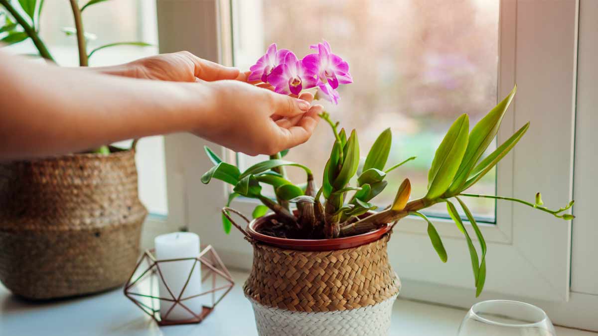 ¿Cómo puedo saber si mi orquídea goza de buena salud?