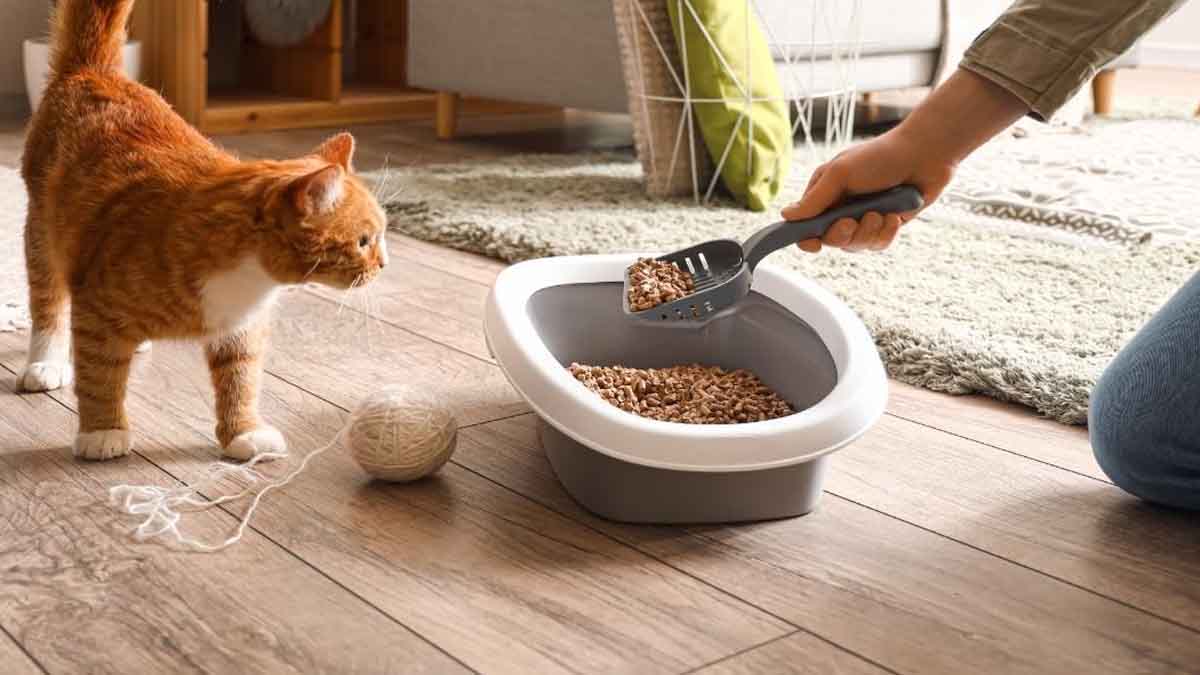 Arena para gatos: unos sencillos consejos para un buen mantenimiento