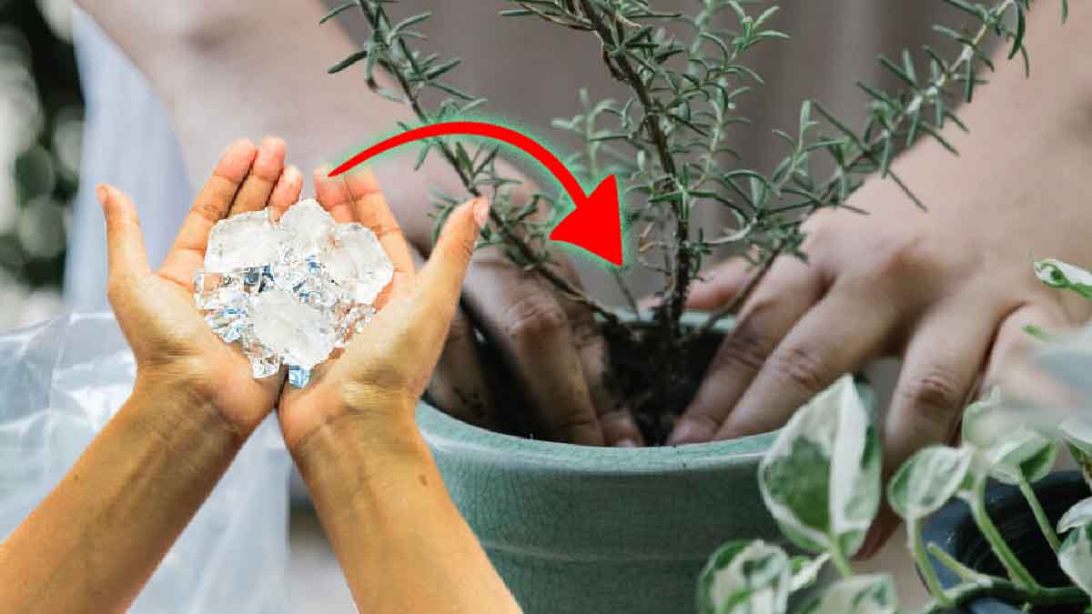 Poner cubitos de hielo en macetas: los resultados son sorprendentes