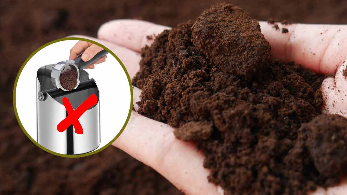 Deja de tirar los posos del café a la basura: ¡descubre cómo reutilizarlos!