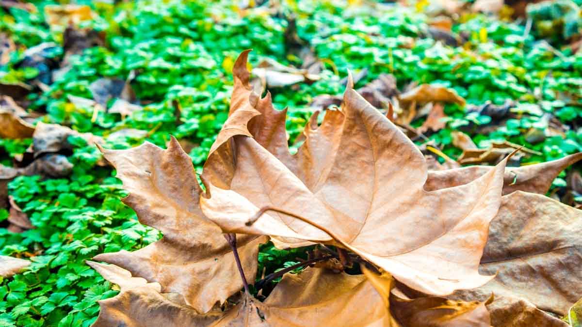 Nuestros mejores consejos de jardinería para reciclar las hojas caídas este otoño.