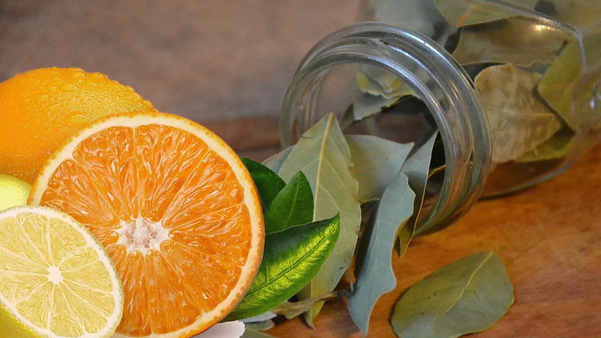Naranja, limón y unas hojas de laurel: ¡nunca se te había ocurrido combinarlos! ¡Echa un vistazo a lo que puedes hacer con ellos!