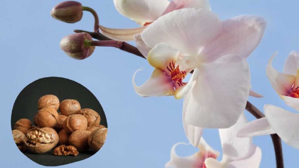 Orquídea: ¡20 cáscaras de nuez es todo lo que necesita para conseguir una hermosa floración! ¡El gran método recomendado por los expertos!
