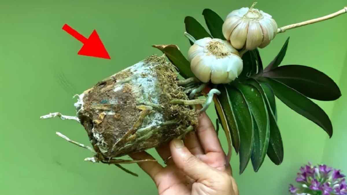 Orquídea: con este maravilloso consejo, tu orquídea estará siempre exuberante y sana.