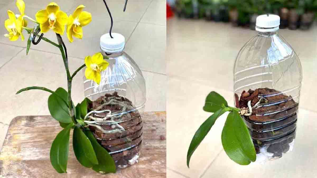 Orquídeas: ¡crecerán rápido si las plantas así!