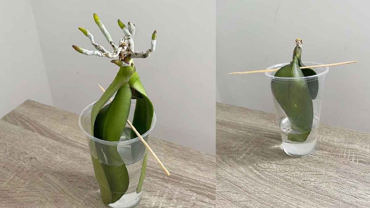 Orquídeas: ¿es posible cultivarlas en agua sin raíces?