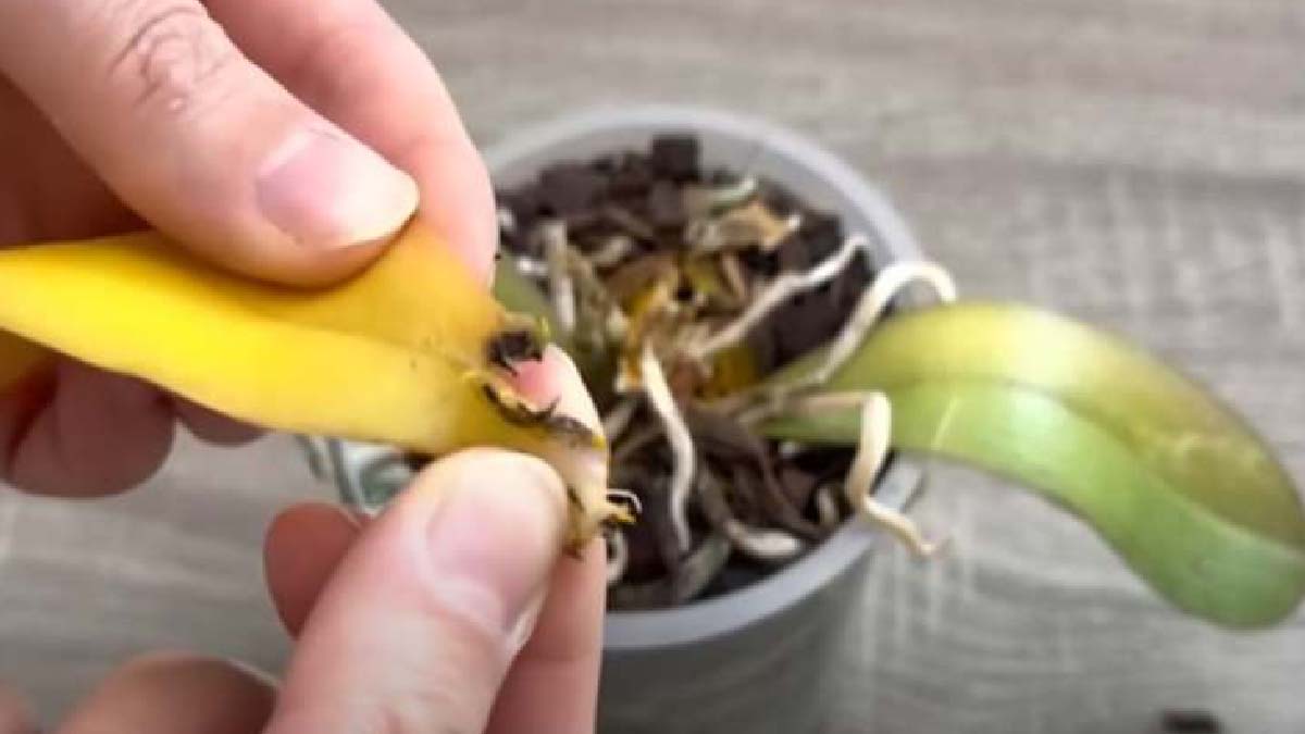 Orquídeas podridas: ¡opte por esta solución milagrosa que las salvará in extremis!