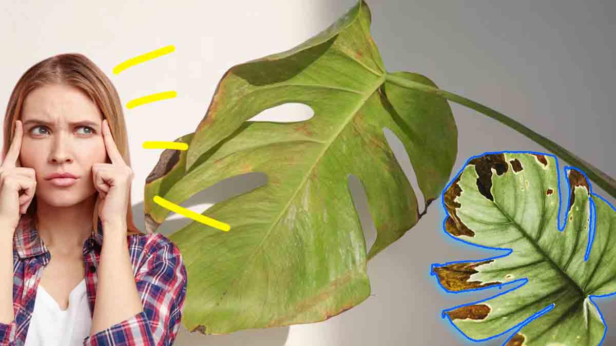 ¿Por qué se forman manchas marrones en las hojas de sus plantas?