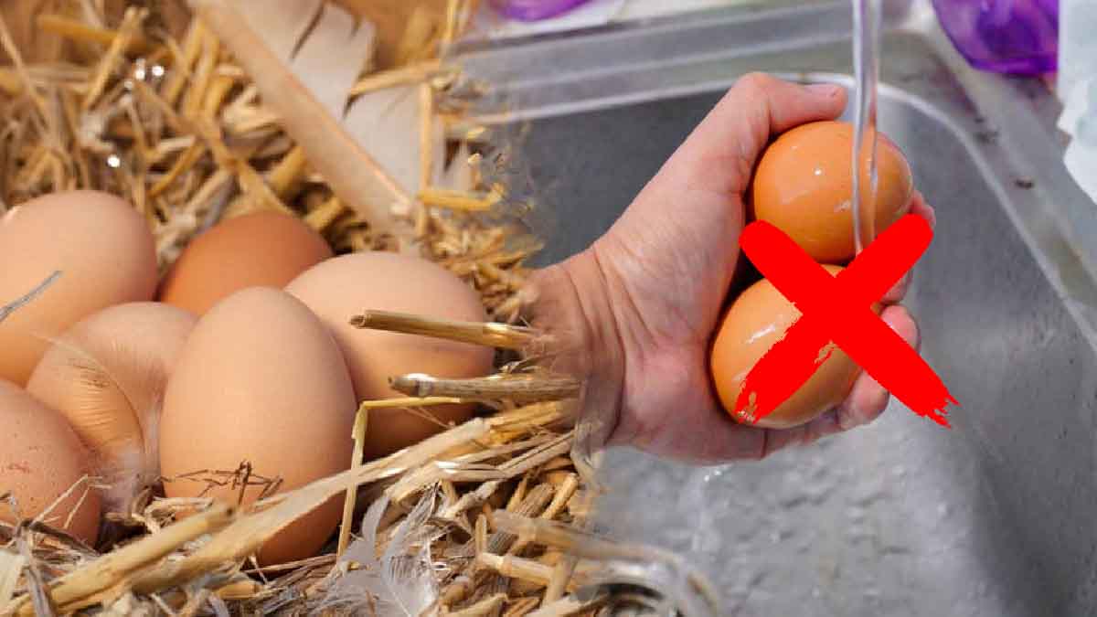 ¿Por qué hay que evitar lavar los huevos y qué se puede hacer para mantenerlos limpios? Trucos