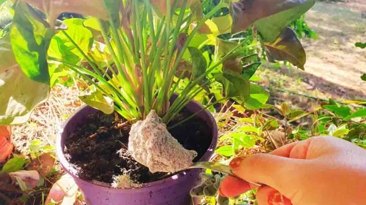 ¿Por qué es beneficioso echar ceniza a las plantas?