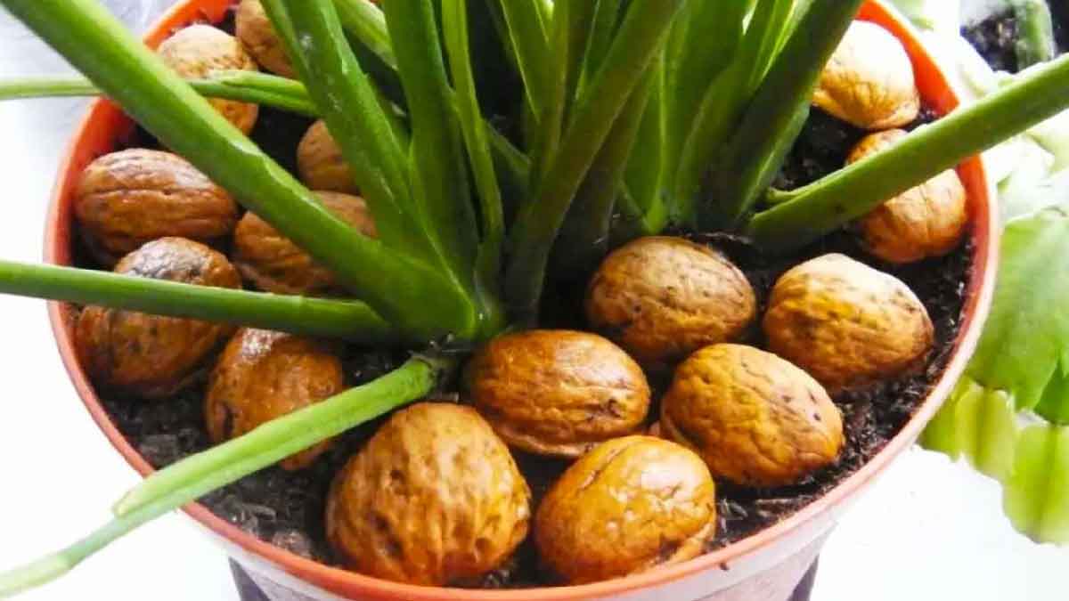 ¿Por qué todos los jardineros ponen cáscaras de nuez en sus plantas en febrero?