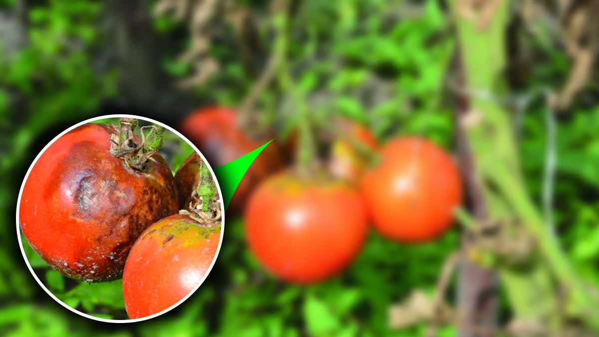 ¿Cuál es el truco oculto que utilizan los horticultores para detener la propagación del mildiu en los tomates?