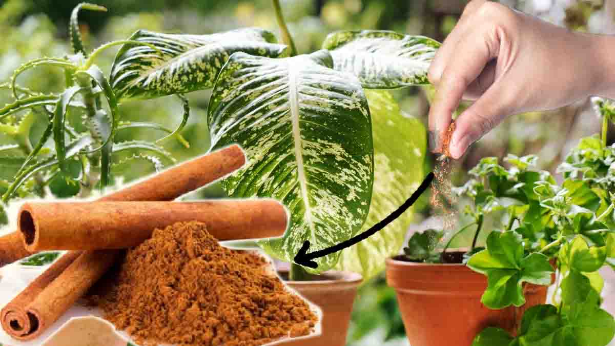 Espolvorear canela en las plantas: ¡un consejo milagroso para jardineros experimentados!