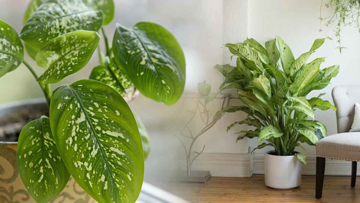 Asesino silencioso: ¡así se llama esta planta de interior tan común!