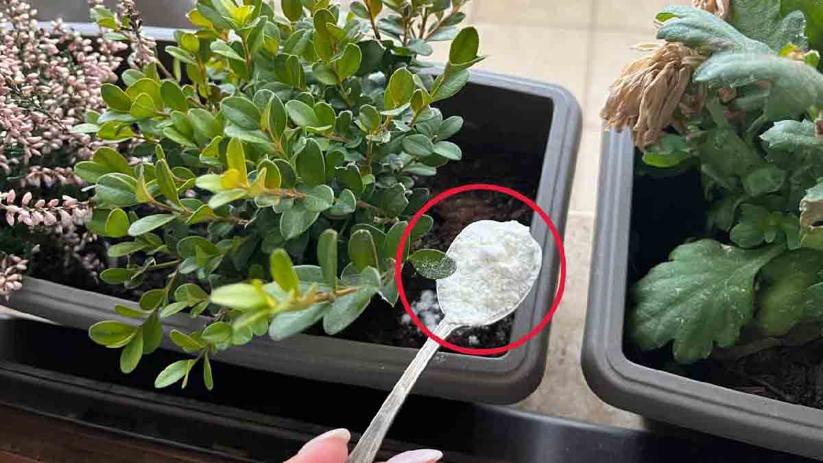 Un puñado de este abono natural potenciará las plantas de su jardín como nunca.