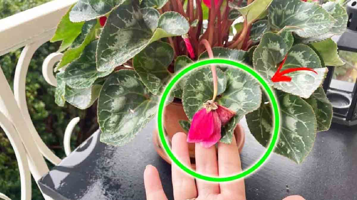 Utilice el método de la hoja seca para evitar dañar sus ciclámenes en el balcón.