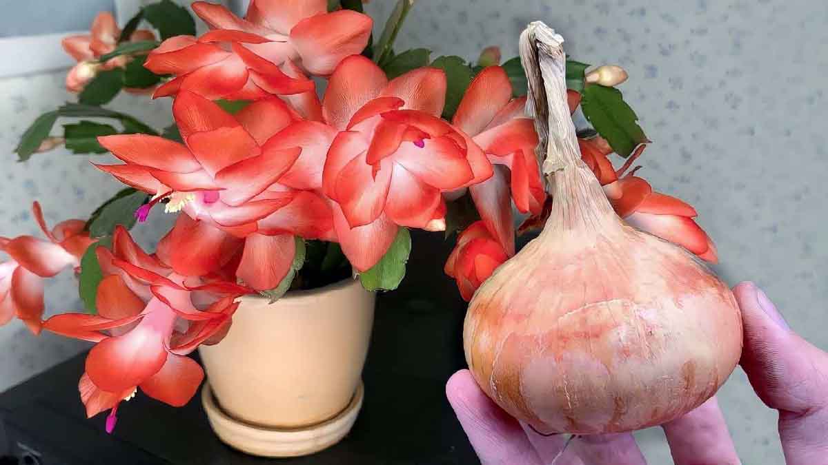 Vierta 1 gota de esta infusión especial en sus plantas para disfrutar de una floración abundante.