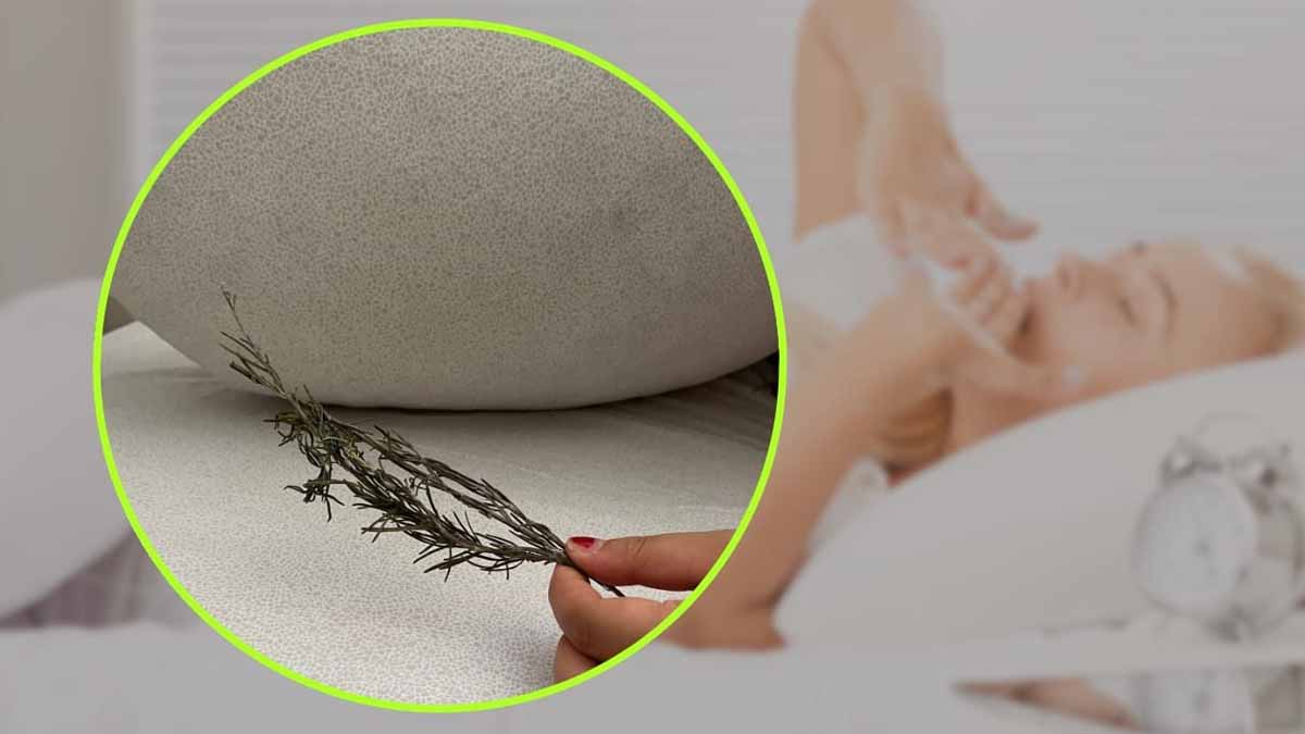 Esto es lo que ocurre si pones una ramita de romero debajo de la almohada.