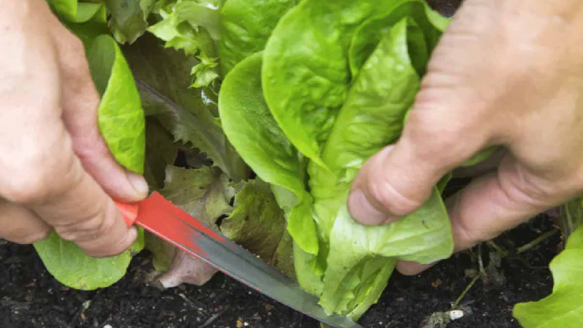 Cómo cultivar lechugas en casa