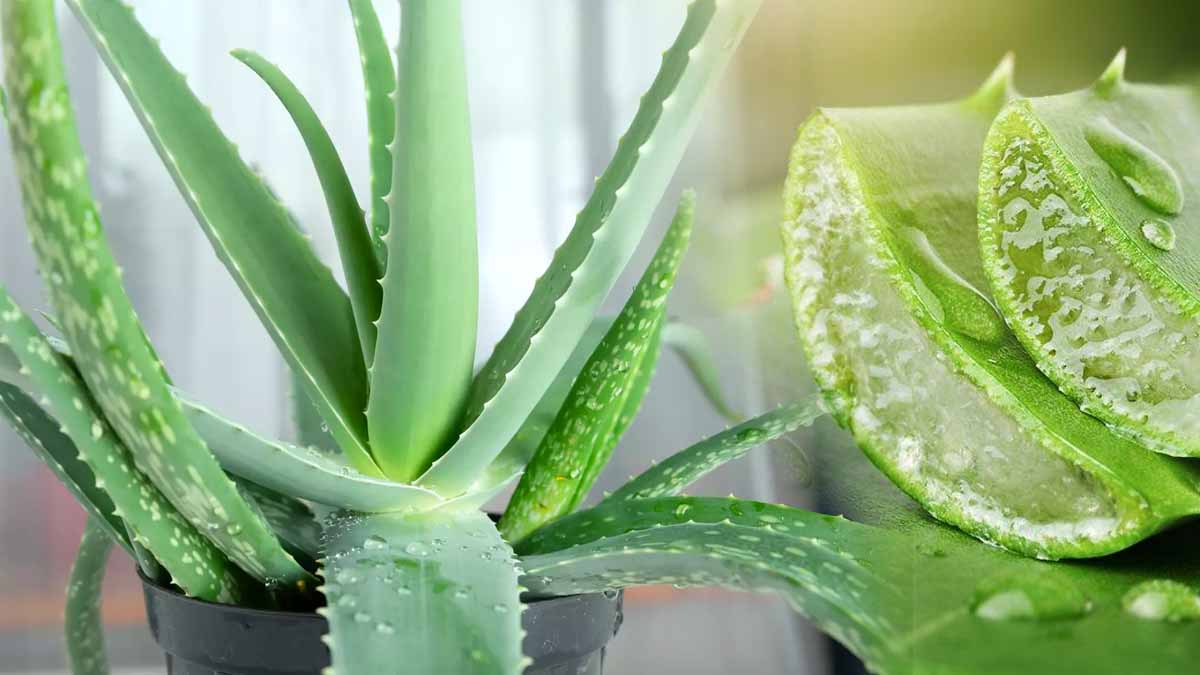 Aquí tienes una sencilla guía para hacer esquejes de aloe vera como un profesional.