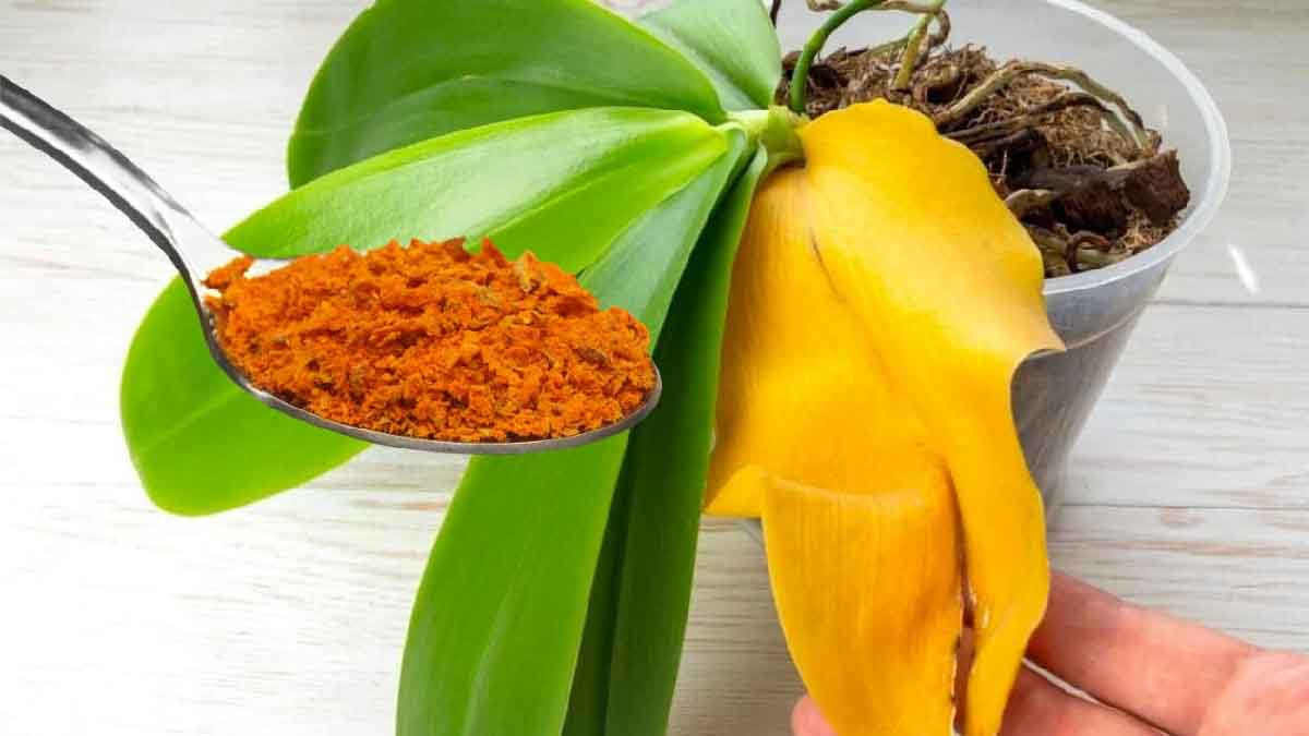 ¿Sus orquídeas tienen las hojas amarillas? Esto es lo que tienes que hacer para devolverle la vida rápidamente.