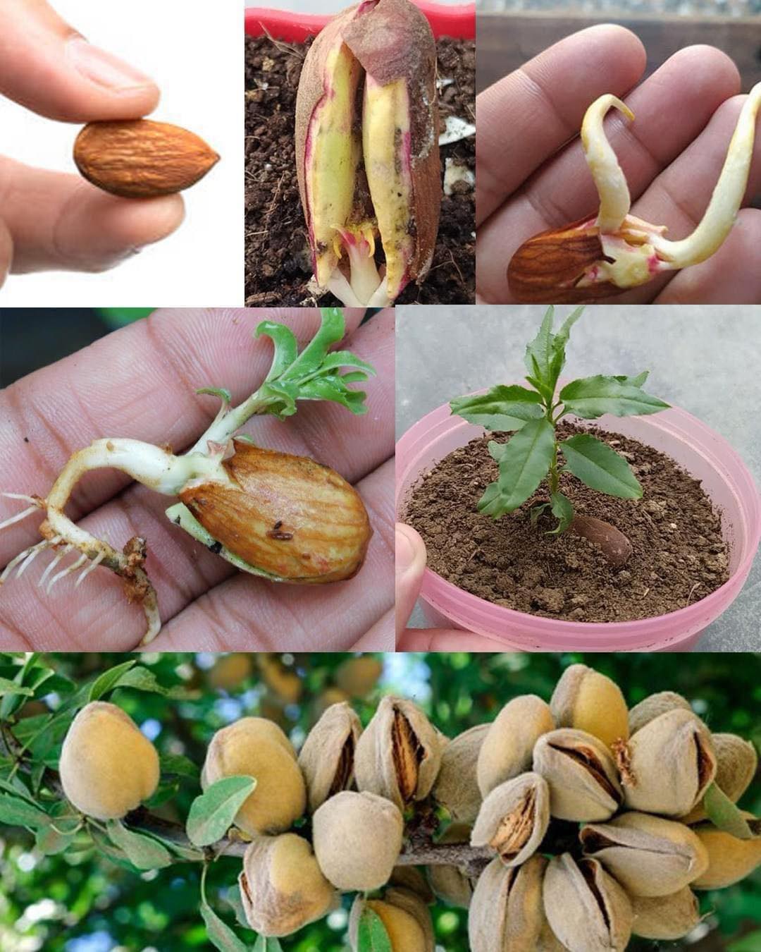 Cómo Cultivar un Almendro a partir de Semillas en Casa