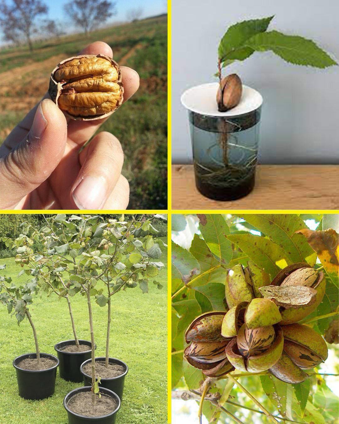 Cultivo de Nueces de Pecan a partir de semillas